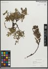 Foto von Salix myrsinites L.